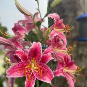 Meet your Posher, Araceli